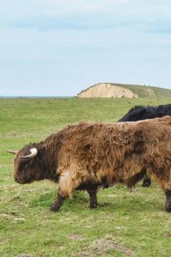 Highland cattle on the meadow Stock Photos