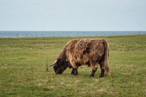 Highland cattle on the meadow Stock Photos