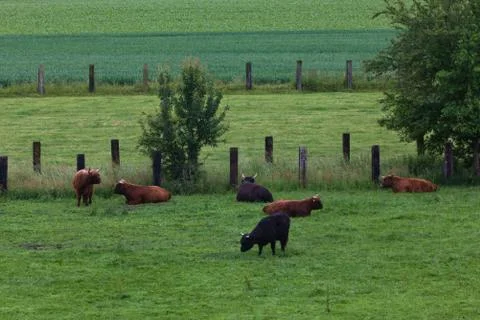 Highland cattle on a meadow Stock Photos