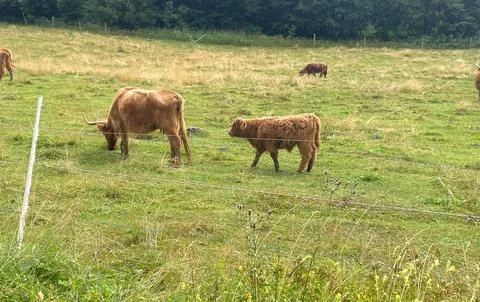 Highland Cattle Meadow Stock Photos