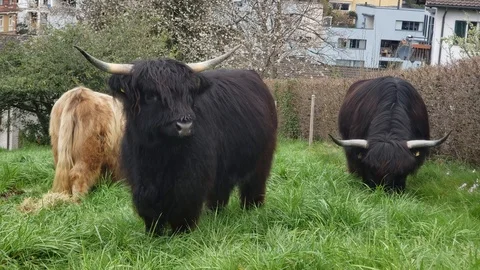 Highland Cattle MS Vidéo 122258290