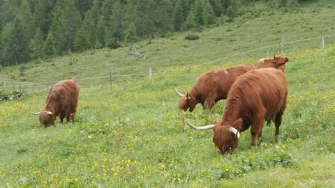Highland cattle, an old Scottish breed of cattle in an alpine meadow Stock Footage 157847507