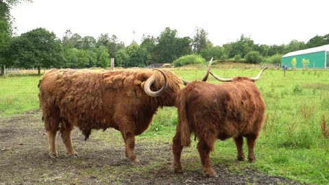 Highland Cattle Pair Grazing in a Green Pasture Stock Footage 341096266