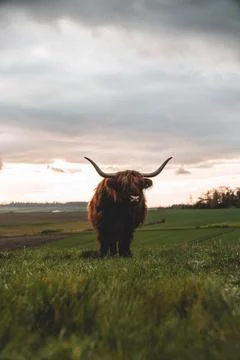 Highland cattle on a pasture Stock Photos