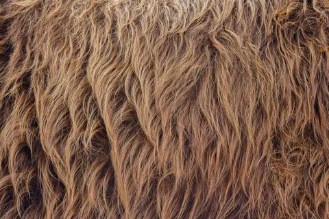 Highland Cattle pattern design. Real fur texture. Animal print pattern tile.. Stock Photos
