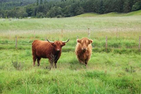 Highland cattle Stock Photos