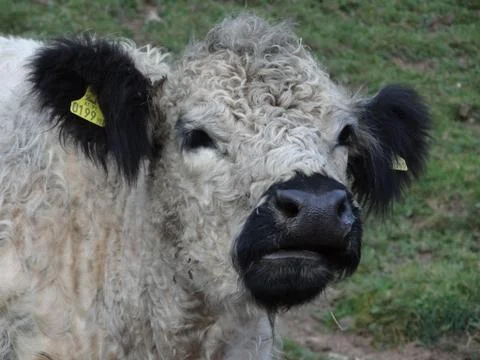 Highland cattle Stock Photos