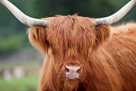 Highland cattle Foto stock