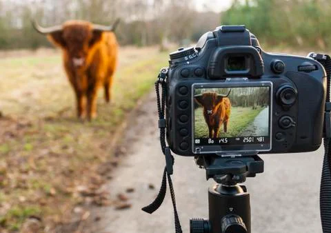 Highland cattle Stock Photos