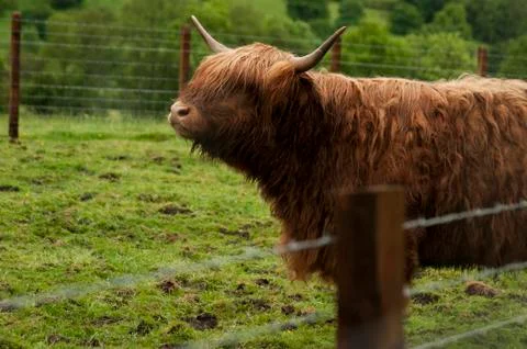 Highland cattle Stock Photos