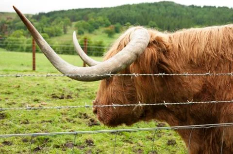 Highland cattle Stock Photos
