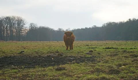 Highland cattle Stock Photos