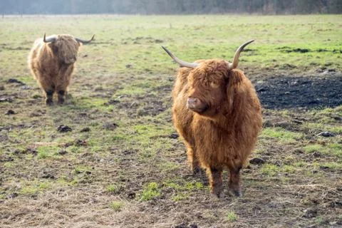 Highland cattle Foto stock
