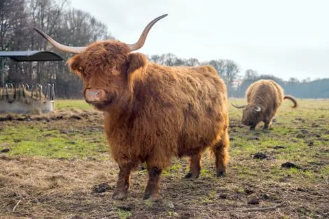 Highland cattle Stock Photos