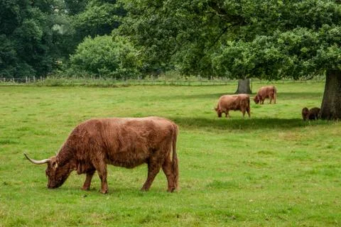 Highland cattle Stock Photos