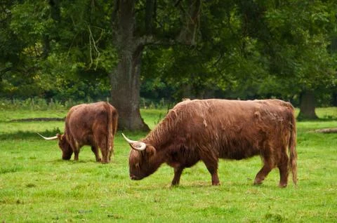Highland cattle Stock Photos