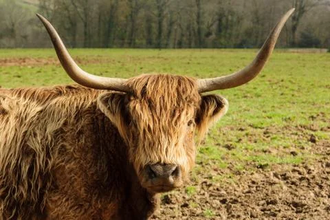 Highland Cattle Stock Photos