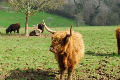 Highland Cattle Stock Photos