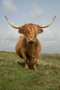 Highland cattle Stock Photos