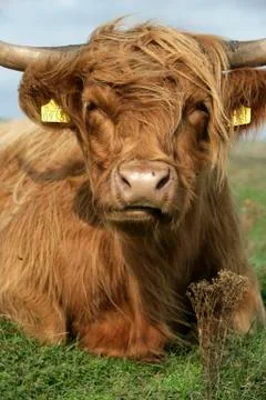 Highland cattle 스톡 사진