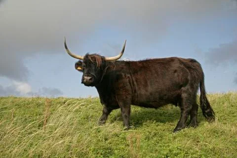 Highland cattle Stock Photos