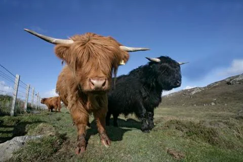Highland cattle Foto stock