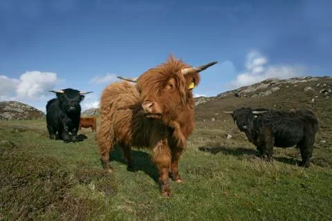 Highland cattle Stock Photos