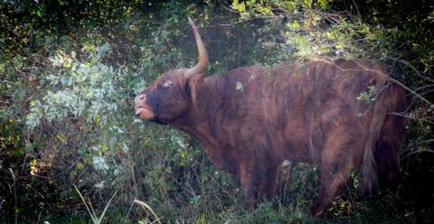Highland cattle Foto stock