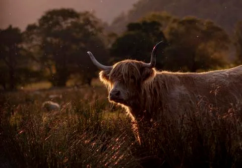Highland cattle 스톡 사진