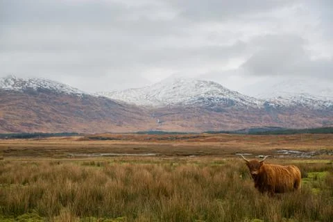 Highland Cattle Stock Photos