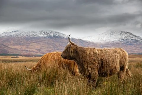 Highland Cattle 스톡 사진