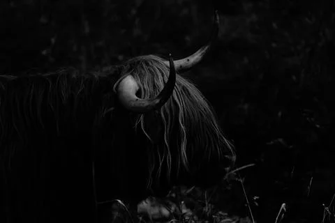 Highland cattle Stock Photos