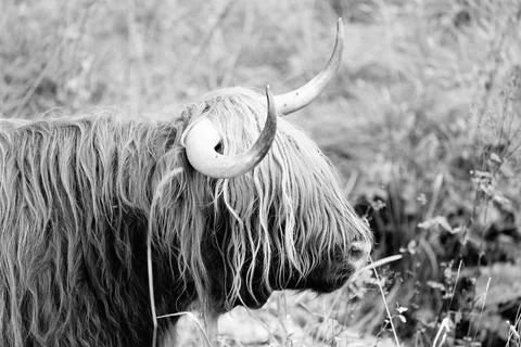 Highland cattle Stock Photos