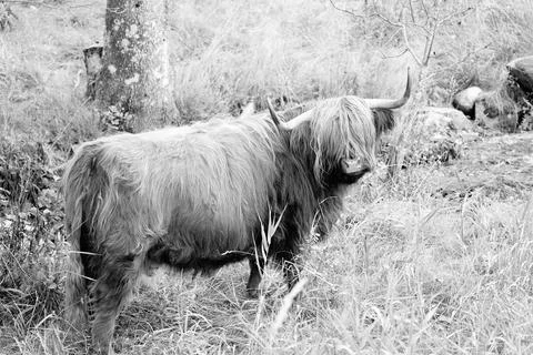 Highland cattle Stock Photos
