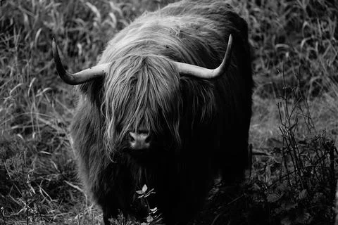 Highland cattle Stock Photos