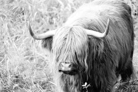 Highland cattle Stock Photos