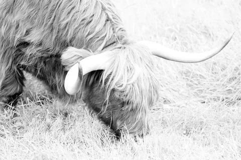 Highland cattle Stock Photos