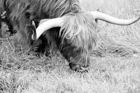Highland cattle Stock Photos