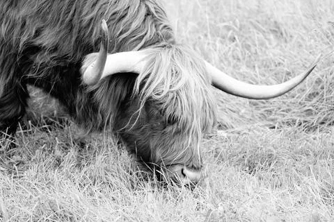 Highland cattle Stock Photos