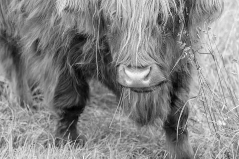 Highland cattle Stock Photos
