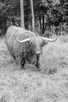 Highland cattle Stock Photos