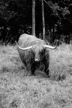 Highland cattle Stock Photos