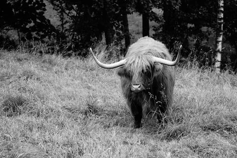 Highland cattle Stock Photos