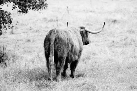 Highland cattle Stock Photos