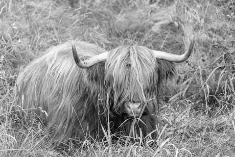 Highland cattle Stock Photos