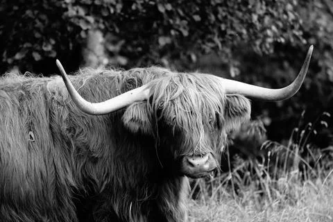Highland cattle Stock Photos