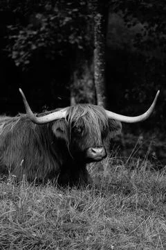 Highland cattle Stock Photos