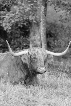 Highland cattle Stock Photos