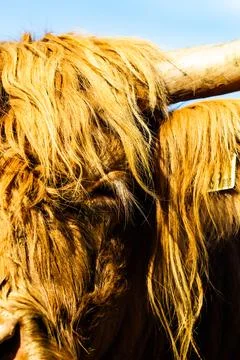 Highland cattle Stock Photos