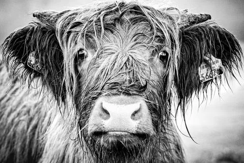 Highland cattle Stock Photos